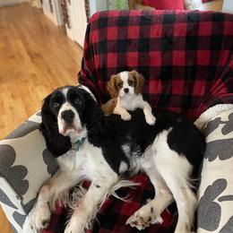 Cavalier King Charles Spaniel Puppies from Cavalier Kisses