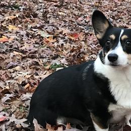 American Corgis and Pembroke Welsh Corgis from Carolina Dreams Farm Corgis/CCA