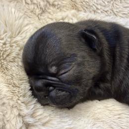 Midnight with OFA Parents - Black male French Bulldog puppy in Billings, Montana from Yellowstone Frenchies