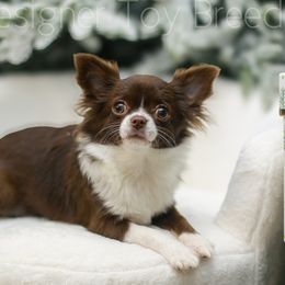 Chihuahuas and Pomeranians from PNW Designer Toy Breeds