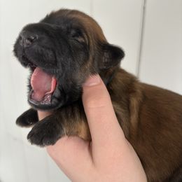 Boy 2 - Wheaten Soft Coated Wheaten Terrier puppy in Ohio from Warzalas wheatens