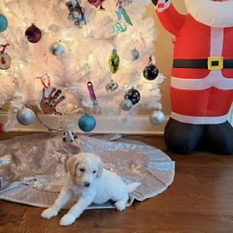 Frost - Cream female Aussiedoodle puppy in Lavonia, Georgia from H & A Kennels