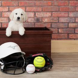 Mr Green - Light golden Golden Retriever puppy in Sheridan, Indiana from Majestic Manor Goldens