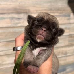 Nala (green) - Fawn female Pug puppy in Hereford, Arizona from Broken Road Ranch Pugs