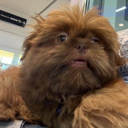 Shih Tzu Puppies from Mosley Kennel Shih Tzu