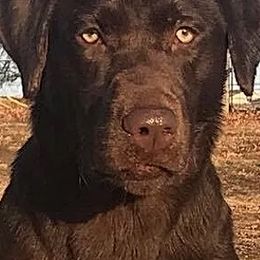 Labrador Retrievers from Higher Ground Retrievers LLC
