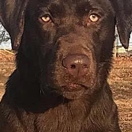 Labrador Retrievers from Higher Ground Retrievers LLC