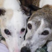 Windsprites from Tova Sighthounds