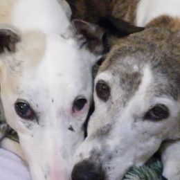 Windsprites from Tova Sighthounds
