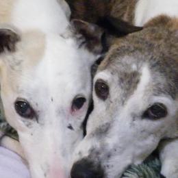 Windsprites from Tova Sighthounds