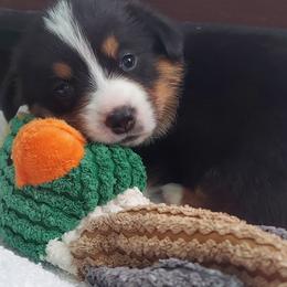 Pembroke Welsh Corgi Puppies from River Run Farm Kennels
