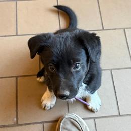 Echo - Black and white female Border Collie puppy in Oroville, California from Coalcyn Kennels