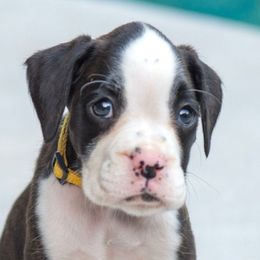 Yellow - Brindle female Boxer puppy in Georgia from Stephanie’s Boxers