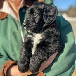 Sequoia - Black male Goldendoodle puppy in Lancaster, Pennsylvania from Doodles in the Skye