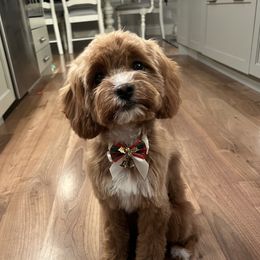 Jersey - Cavapoo