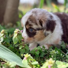 Olive (AKC and ASDR) - Red merle female Miniature American Shepherd puppy in Stockton, Missouri from Kizmit Farmz