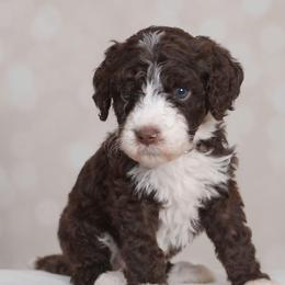 Juno - Brown female Bernedoodle puppy in Guthrie, Oklahoma from Edmond Doodles, LLC