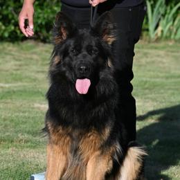 Colt - German Shepherd