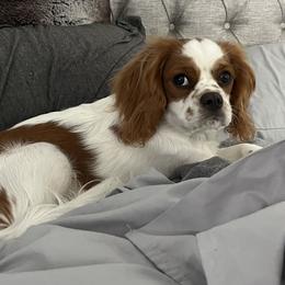 Cavalier King Charles Spaniels from Crowned by the Coast Cavaliers NWFL