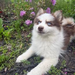 Ferrari - Red and white female Pomsky puppy in Ravena, New York from Osiris’s Siberians & Pomskies