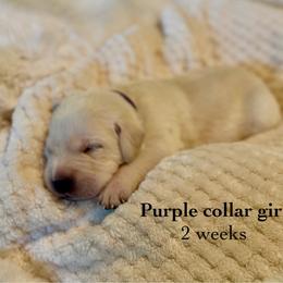 Purple collar girl - Yellow female Labrador Retriever puppy in Camp Verde, Arizona from Cecil's Arizona Labradors