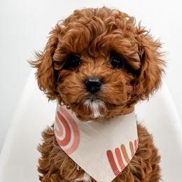 Cavapoos and Goldendoodles from Choice Paws Puppies