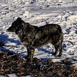 Indie - Australian Shepherd