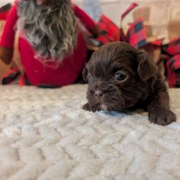 Chocolate female - Chocolate female Shih Tzu puppy in Poultney, Vermont from Morgan's Shih Tzus