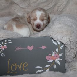 Australian Labradoodle Puppies from All About Love Australian Labradoodles