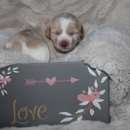 Australian Labradoodle Puppies from All About Love Australian Labradoodles