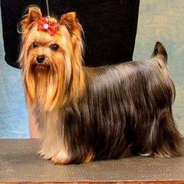 FINNEGAN - Yorkshire Terrier