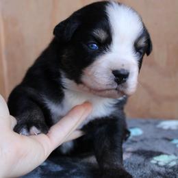 Watson - Black tri male Miniature Australian Shepherd puppy in Daytona Beach, Florida from Underhill Aussies