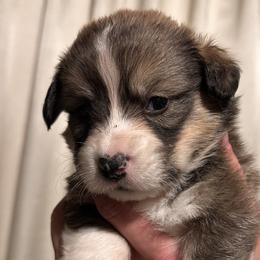 Boy 3 - male Pembroke Welsh Corgi puppy in Noti, Oregon from Solstice Farm Corgis