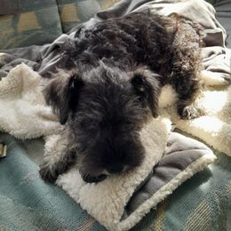 Miniature Schnauzer Puppies from Kelly's Mini Schnauzers