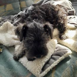 Miniature Schnauzer Puppies from Kelly's Mini Schnauzers