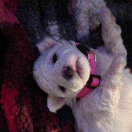 Girl Pink Collar - White female Bichon Frise puppy in Eaton Rapids, Michigan from JMs Bichons