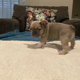 French Bulldog Puppies from Zoey's Dynasty French Bulldogs