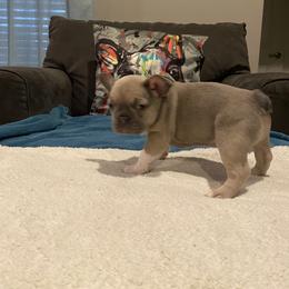 French Bulldog Puppies from Zoey's Dynasty French Bulldogs