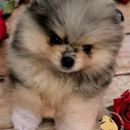 Zia - Blue merle female Pomeranian puppy in North Port, Florida from POMRITA POM’S