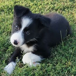 Sophie-ABCA - Black and white female Border Collie puppy in Bixby, Oklahoma from Bond Border Collies