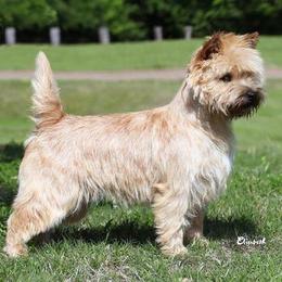 Ashton - Cairn Terrier