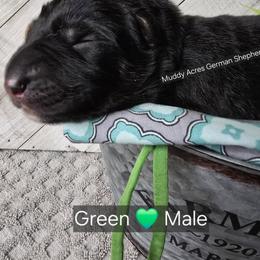 Green - Black and red male German Shepherd puppy in Tony, Wisconsin from Muddy Acres German Shepherds