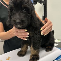 Lovey - female Newfypoo puppy in Jamul, California from Socal Puppy
