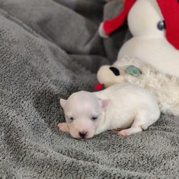 Paige (no collar)-OFA and CHIC parents - White female Coton de Tulear puppy in Westfield, North Carolina from Legacy Pets