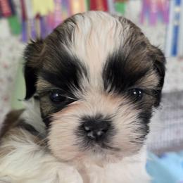 Coco - Gold and white female Shih Tzu puppy in Lebanon, New Jersey from Olive's Grove