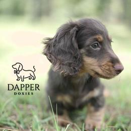 Typhoon - Chocolate and tan male Dachshund puppy in Brooksville, Florida from Dapper Doxies