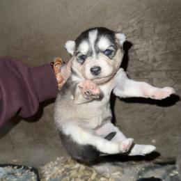 Girl 1 - Sable and white female Siberian Husky puppy in Iron River, Wisconsin from Wiemeri Siberians
