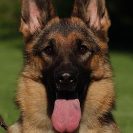 Prada - German Shepherd