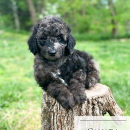 Canada Dry - Blue merle male Aussiedoodle puppy in Corydon, Indiana from Ridgeline Doodles