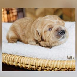 Layla - Red female Cockapoo puppy in Perrysburg, Ohio from Lulu's Cockapoos